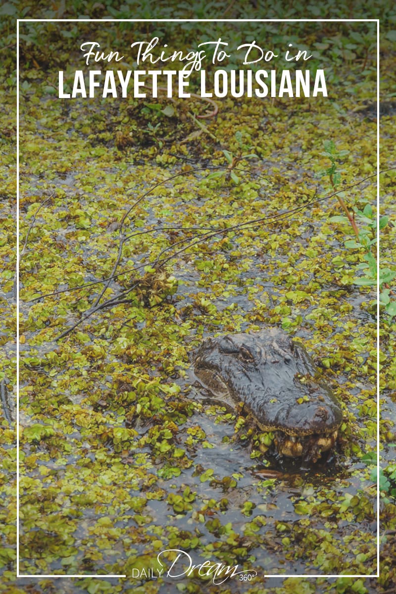 Alligator peaks up during swamp tour in Lafayette Louisiana