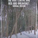 Snow falls in forest next to the Hive Centre and Bed and Breakfast in Durham Ontario