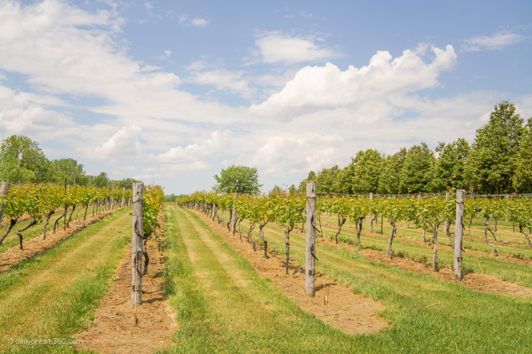 Wine tasting at Quai du Vin Port Stanley Ontario