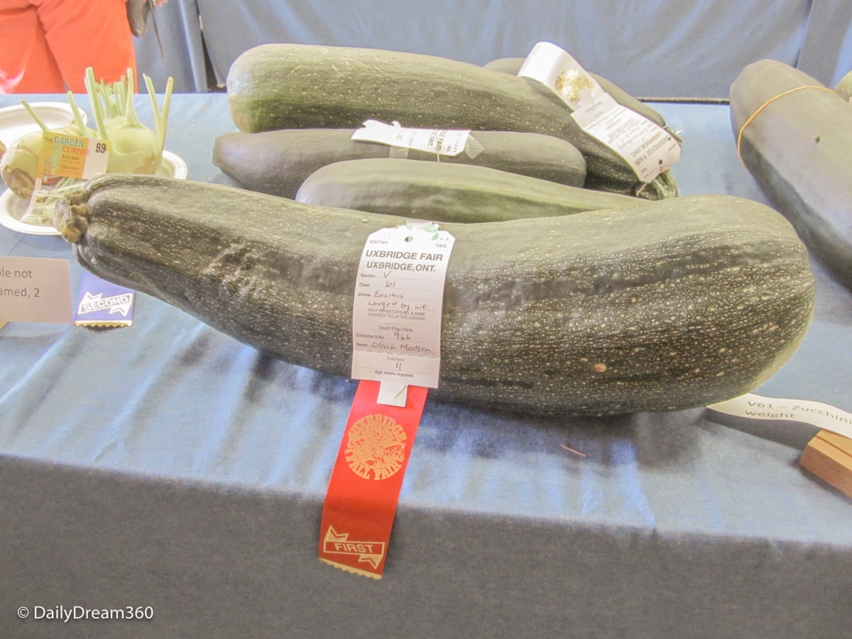 Vegetable competition at Uxbridge Fall Fair