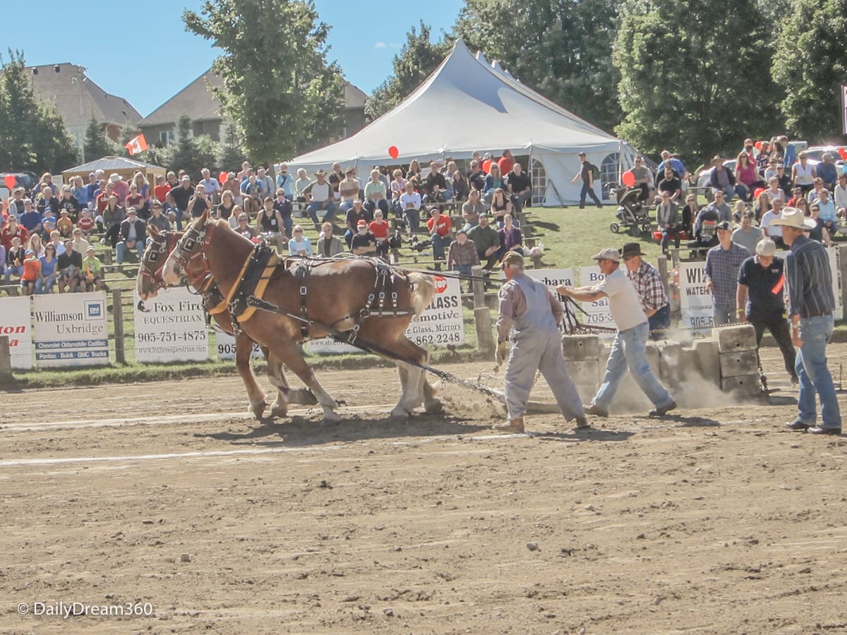 Horse Pull competition at Uxbridge Fall Fair