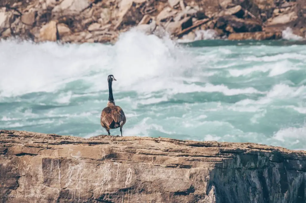 Canada Goose sitting on rock overlooking White Water Walk