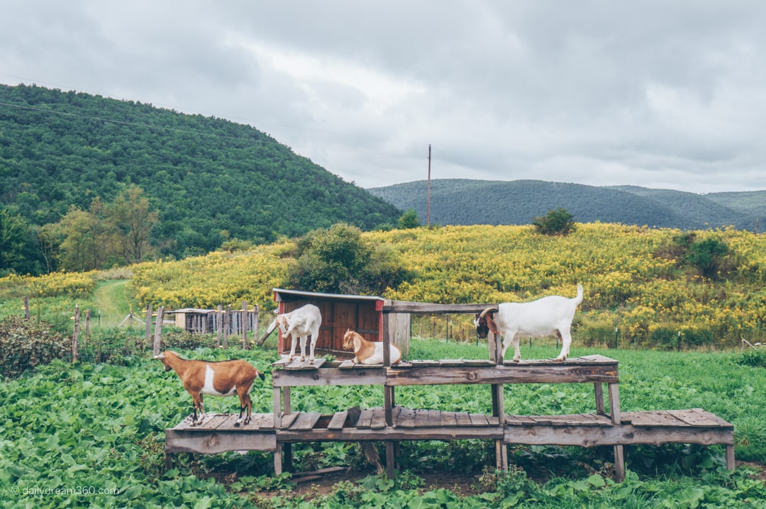 Goats on platform at ZiegenVine Homestead