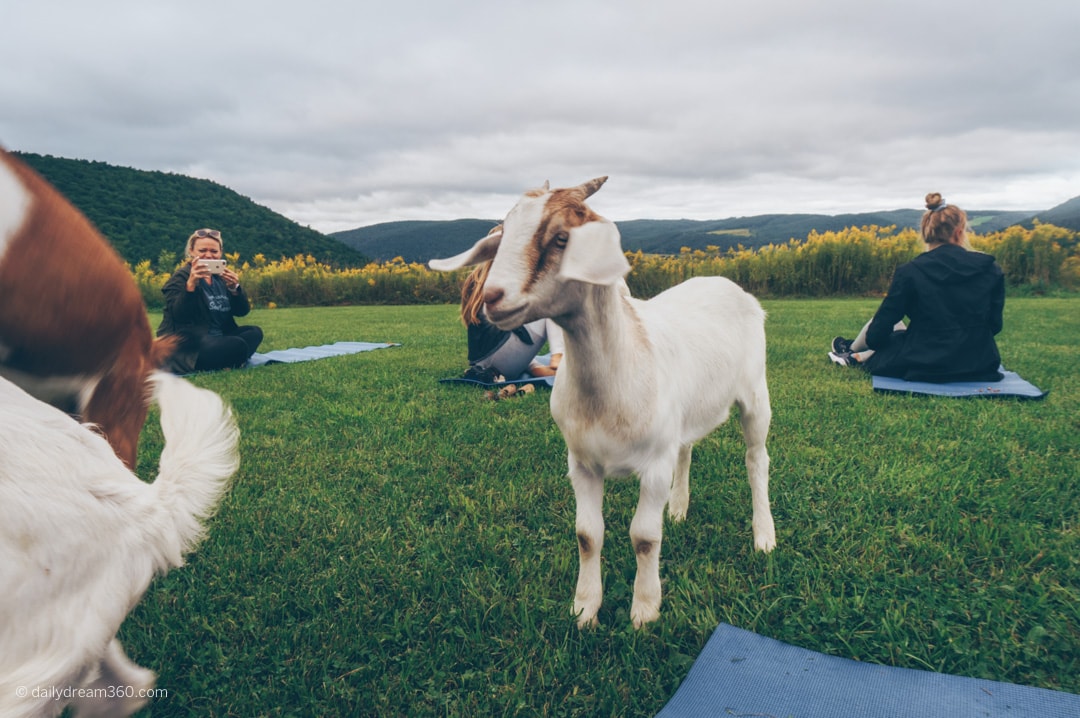 Goat looks on during yoga class