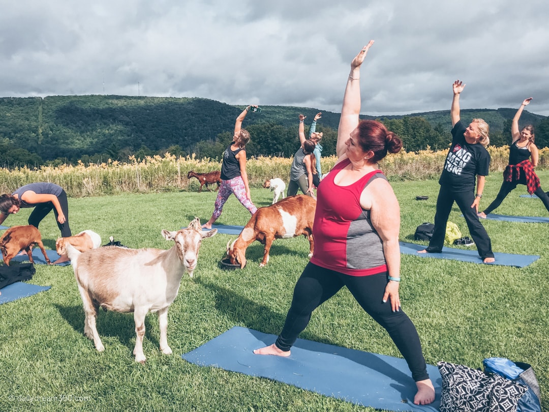 Goats look on during yoga class at ZiegenVine Homestead