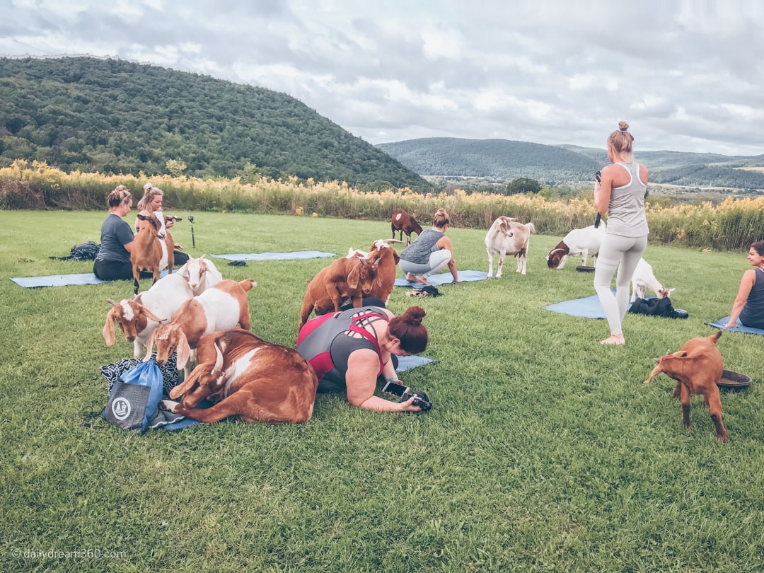 Goats party on yoga mat with Sharon Mendelaoui