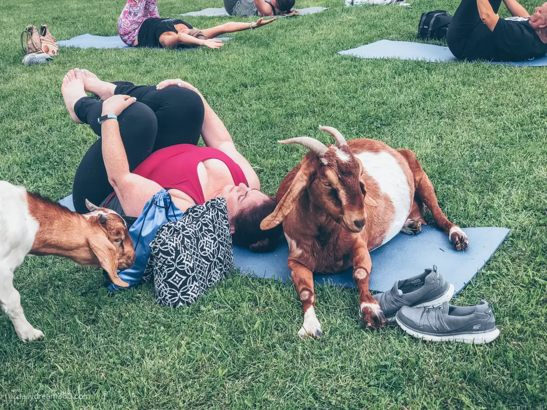 Goats visit as I try to do yoga at ZiegenVine