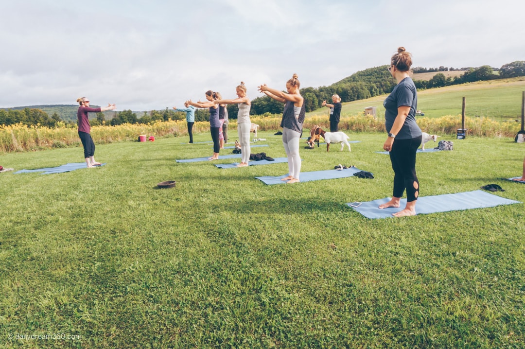 goat yoga class on grass field