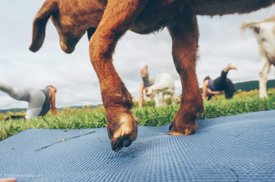 Goat standing on mat during Goat Yoga Class